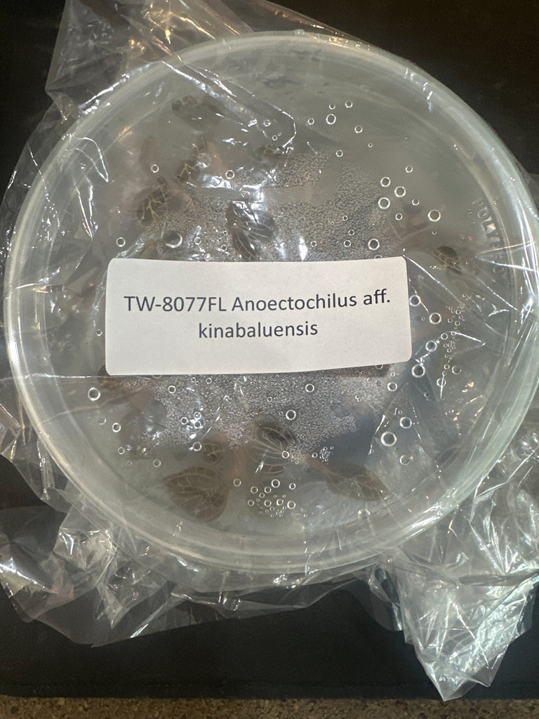FLASK Anoectochilus kinabaluensis JEWEL ORCHIDS