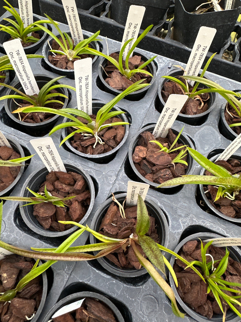 Hispaniella henekenii x Onc macropetalum