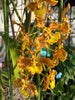 COMPOT-Oncidium stacyi