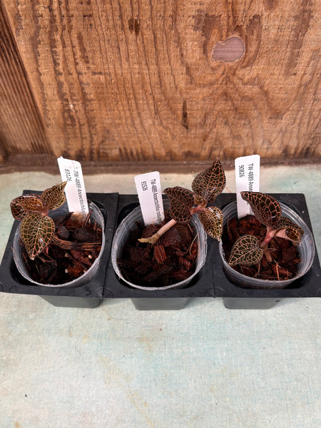 JEWEL ORCHID Aboectochilus roxburghii 3 Pack