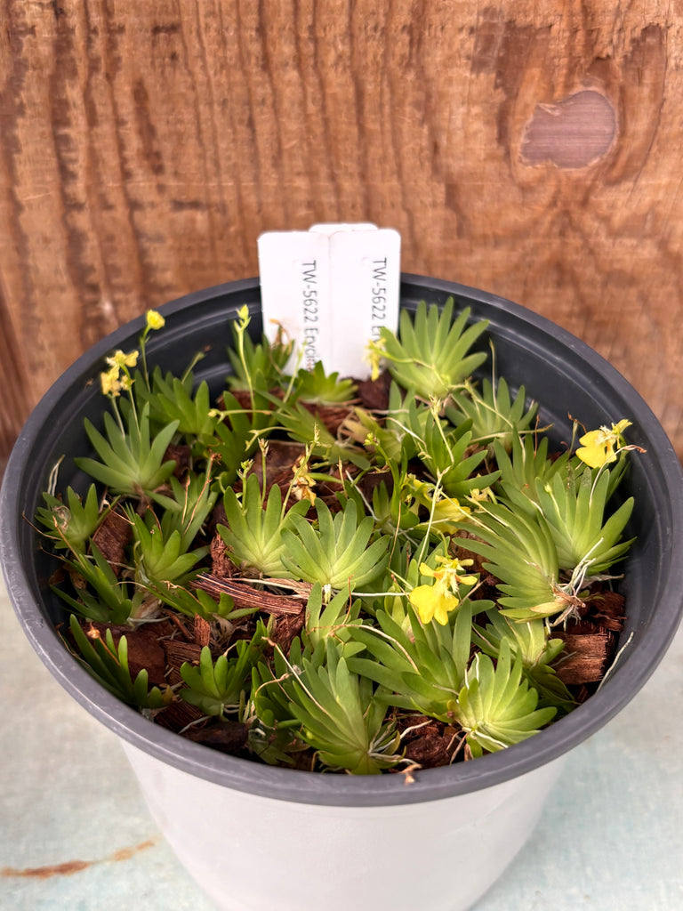 COMPOT Erycina glossomystax
