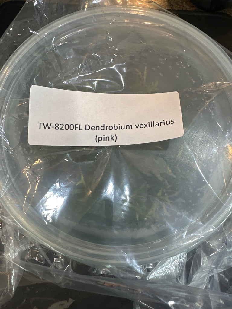 Fkask Den vexillarius