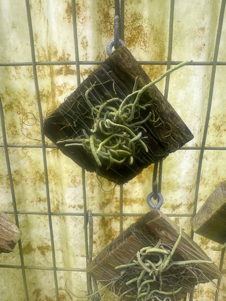 Taeniophyllum biocellatun var hainan