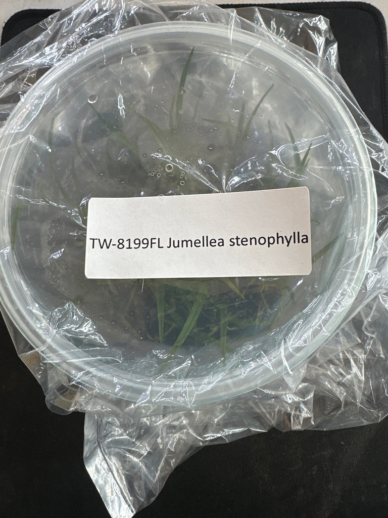 Flask Jumellea stenophylla