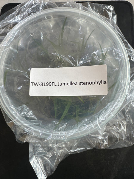 Flask Jumellea stenophylla