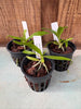 Angraecum calceolus
