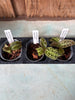 JEWEL ORCHID 3 Pack Macodes sanderiana v. lineatus