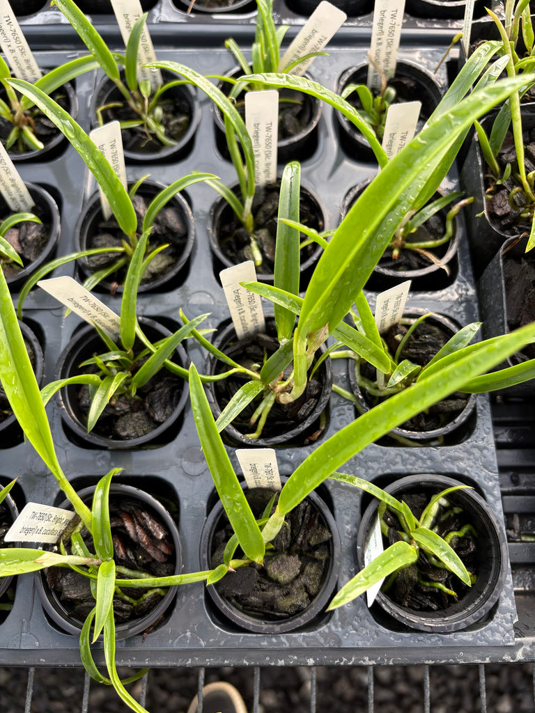 (Slc. Bright Angel x L. briegeri) x B. cuculata