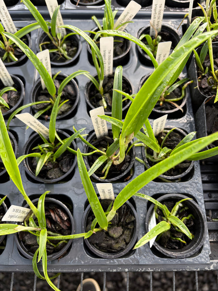 (Slc. Bright Angel x L. briegeri) x B. cuculata