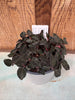 COMPOT Anoectochilus sp. (red vein) 'Wizzard of Oz' JEWEL ORCHID