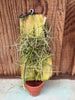 Holcoglossum phongii mounted
