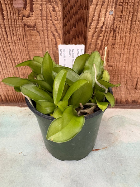 COMPOT Phal. (speciosa x pulchra)