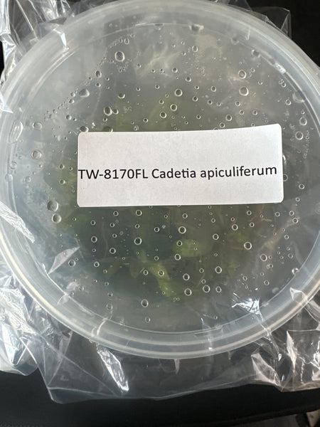 FLASK Cadetia apiculiferum