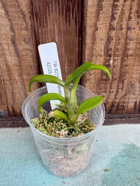 Dendrobium parishii