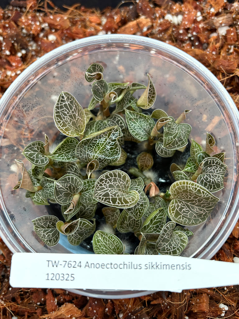 FLASK Anoectochilus sikkimensis JEWEL ORCHID