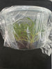 FLASK Lyc Sakura #69 x Bifrenaria tyrianthina