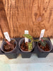 JEWEL ORCHID 3 Pack