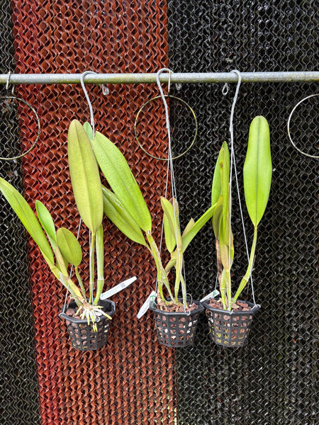 Rlc. King Harold ‘Red Pig’