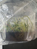 FLASK Dendrobium pinifolium