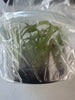 FLASK Lycaste virginalis fma alba