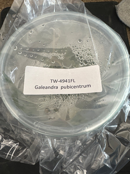 Flask Galeandra publicentrum