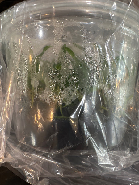 Flask Angraecum Shooting Star