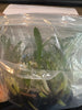 Flask Enc. cordigera