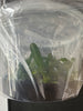 FLASK Aerides crassifolia