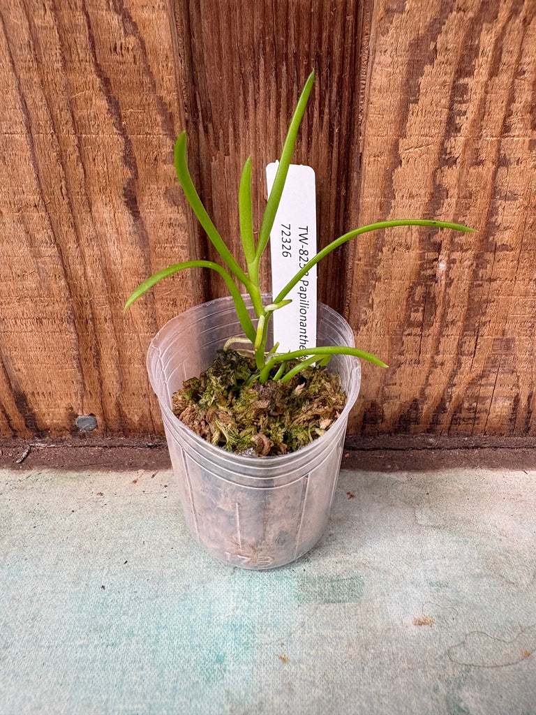 Papilionanthe hookeriana