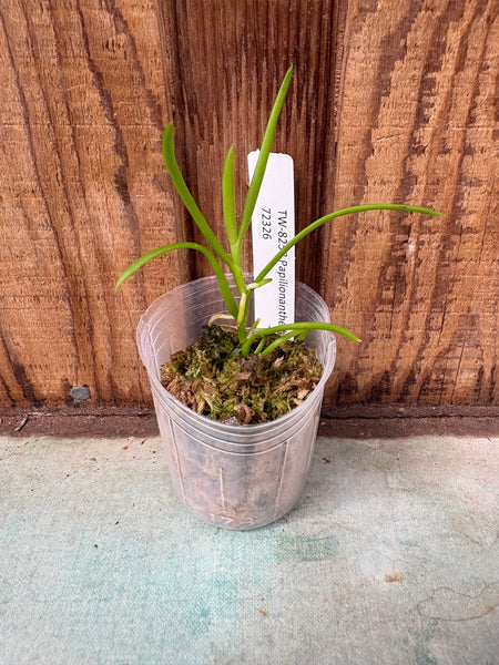 Papilionanthe hookeriana