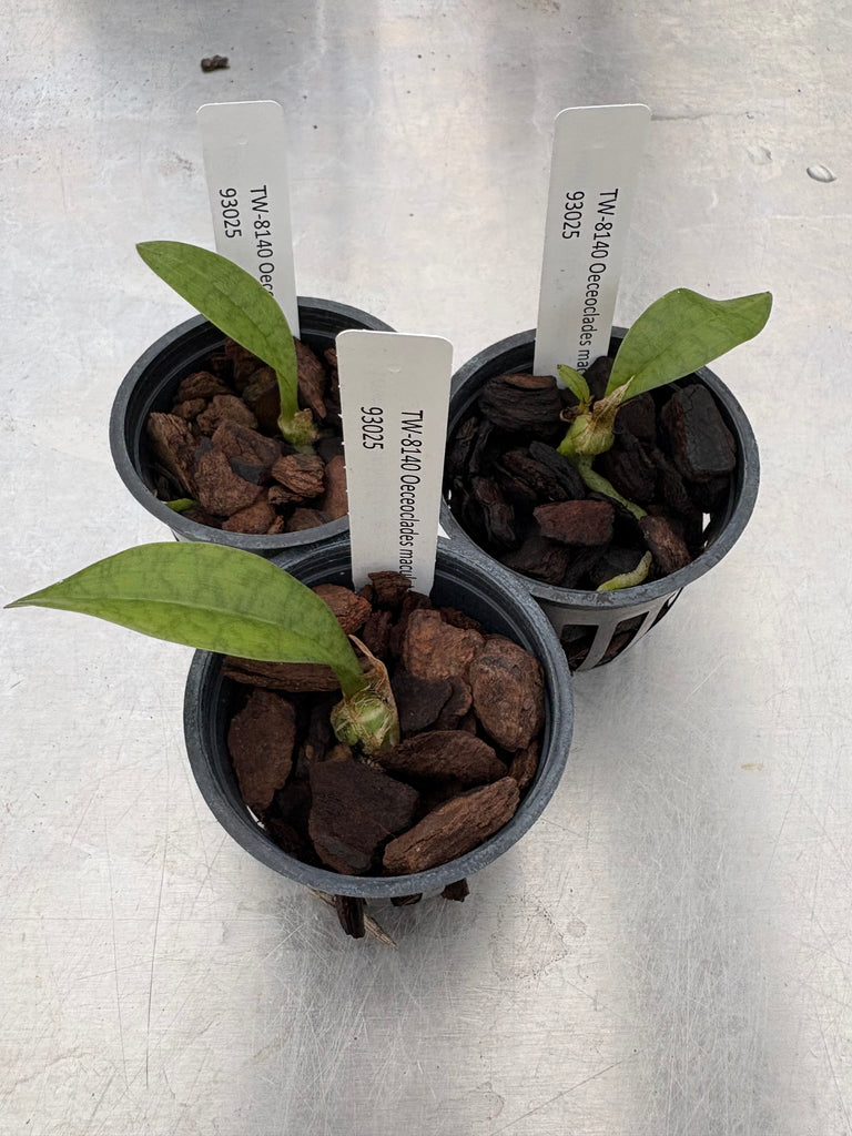 Oeceoclades maculata