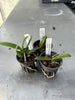 Thrixpermum centipeda