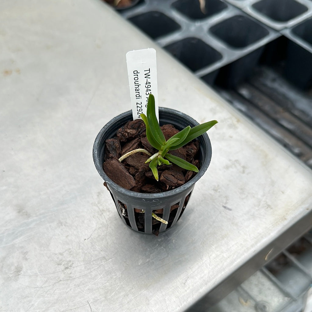 Angraecum drouhardi