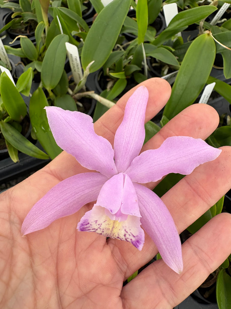 Laelia praestans alba x C. kerrii