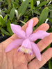 Laelia praestans alba x C. kerrii