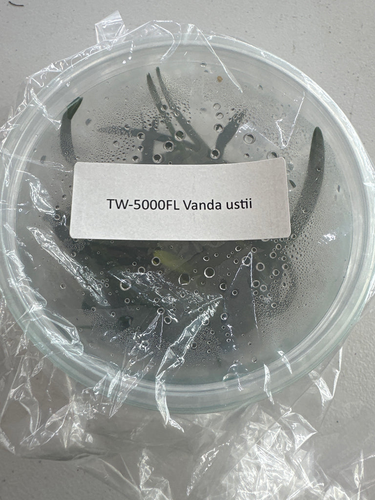 FLASK Vanda ustii