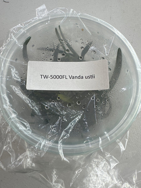 FLASK Vanda ustii