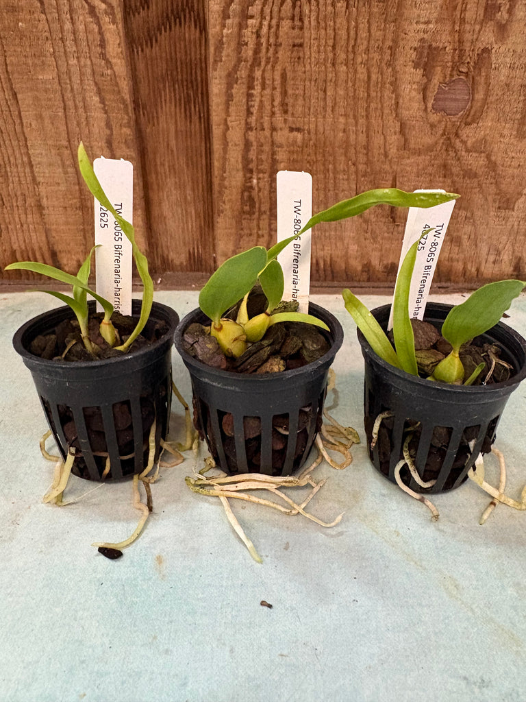 Bifrenaria harrisoniae