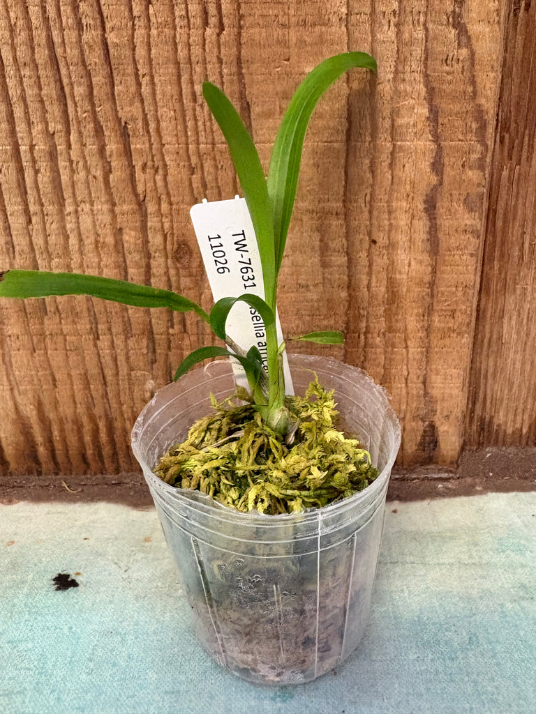 Ansellia africana (Dark)