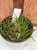 COMPOT Holcoglossum phongii