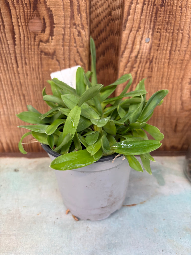Angraecum sesquipedale COMPOT