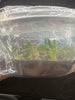 FLASK Trichotosia dasyphylla
