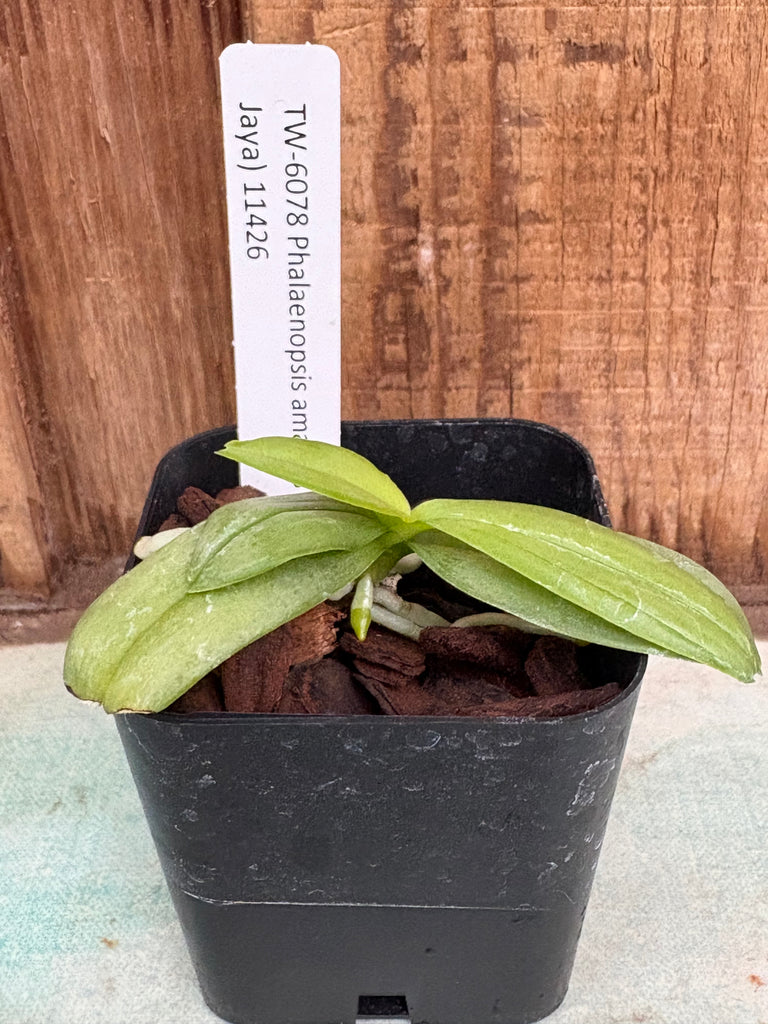 Phal. amabilis (Irian Jaya)