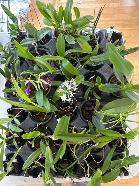 30 Auction  Plants