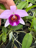 Laelia(dayana x praestans)