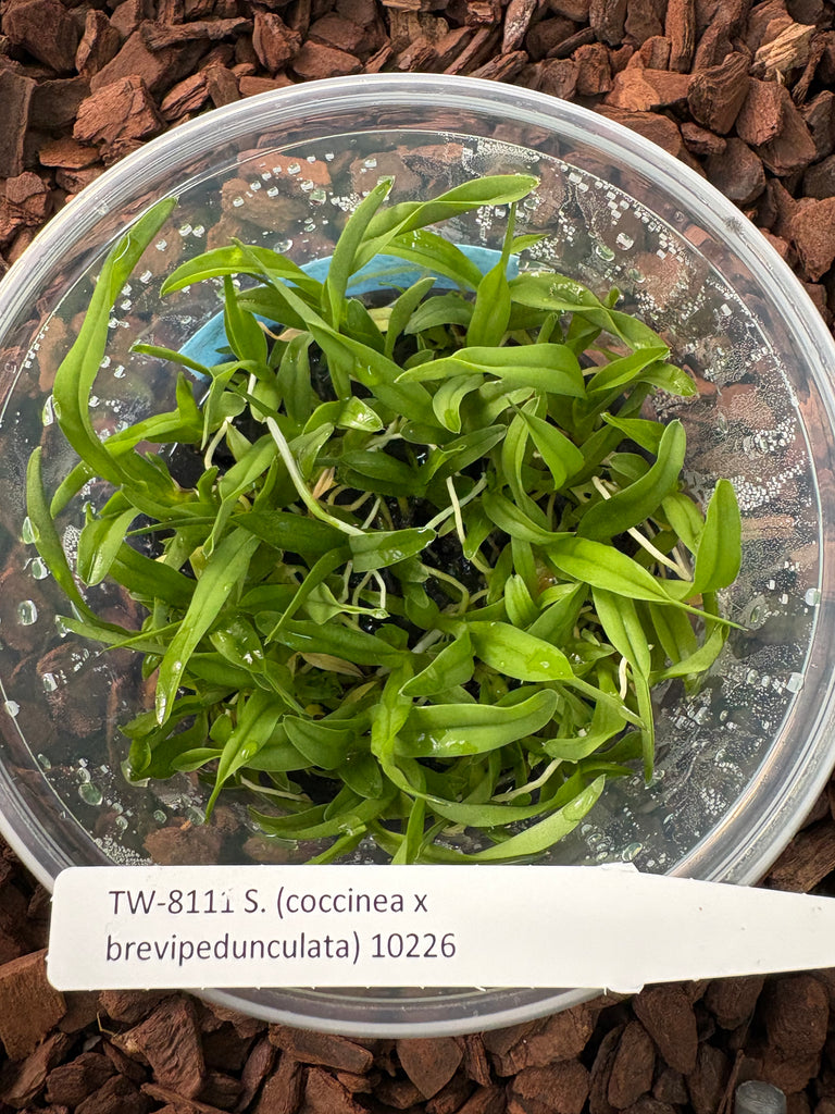 Flask S. (coccinea x brevipedunculata)