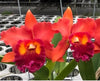 Rlc Nakornchaisri Red ‘Red Papaya’