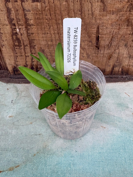 Bulbophyllum mastersianum
