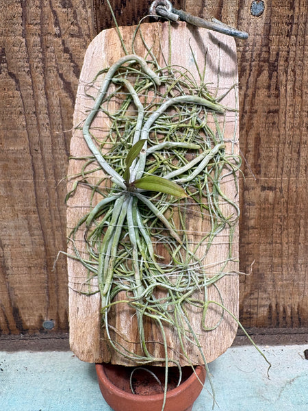 Chiloschista ramifera