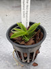 Angraecum (leonis(M) x equitans)